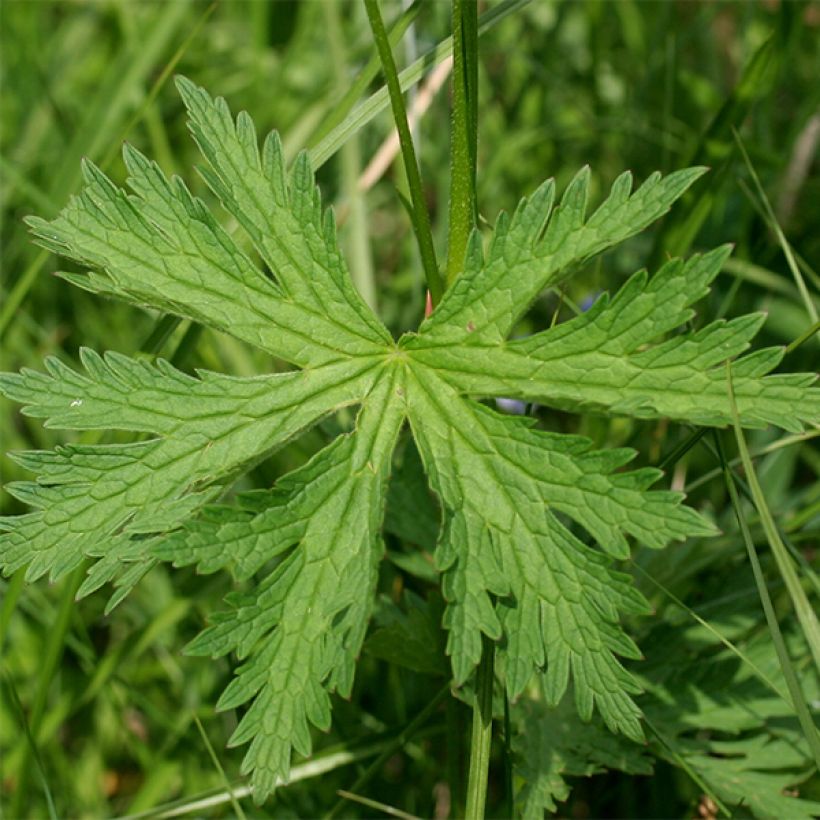 Geranium sylvaticum Bridget Lion - Geranio silvano (Fogliame)