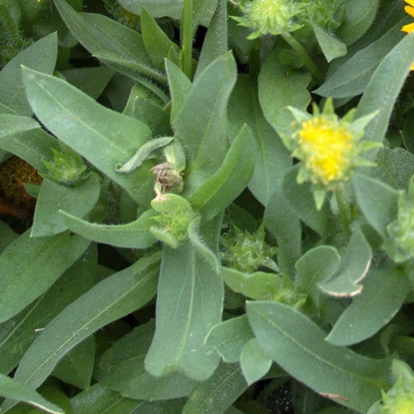 Gaillardia grandiflora Mesa Yellow (Fogliame)