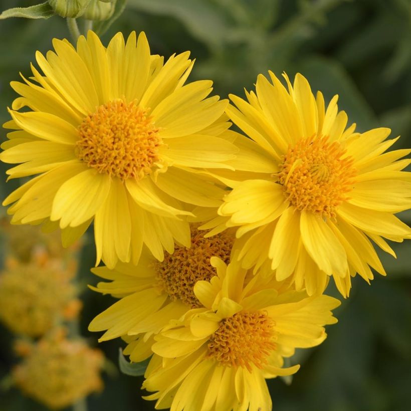 Gaillardia grandiflora Mesa Yellow (Fioritura)