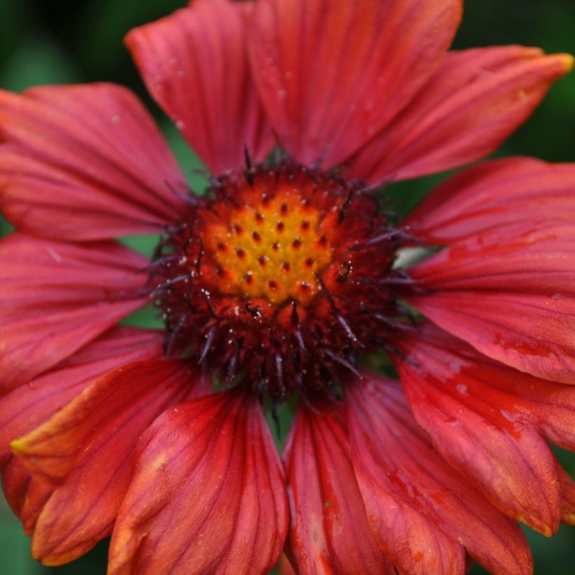 Gaillardia grandiflora Burgunder (Fioritura)