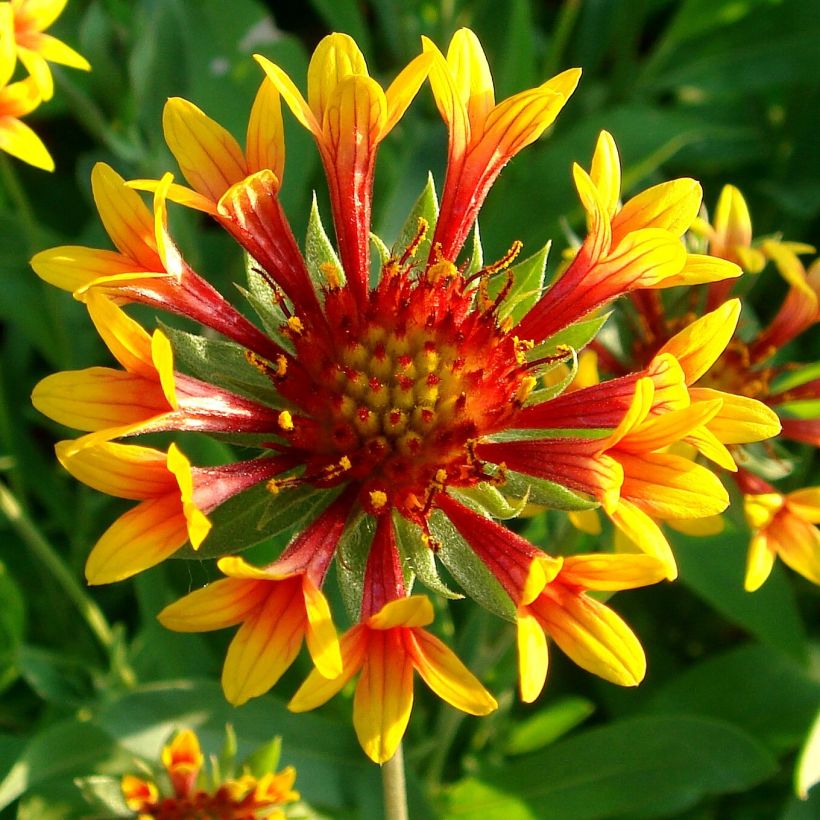 Gaillardia grandiflora Fanfare (Fioritura)