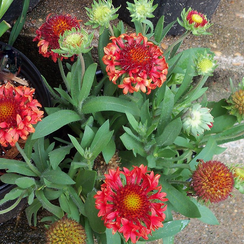 Gaillardia grandiflora Fanfare (Porto)