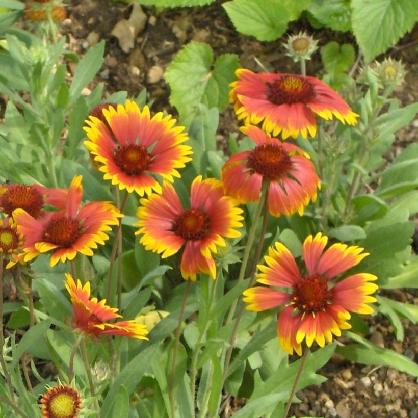 Gaillardia grandiflora Kobold (Fioritura)