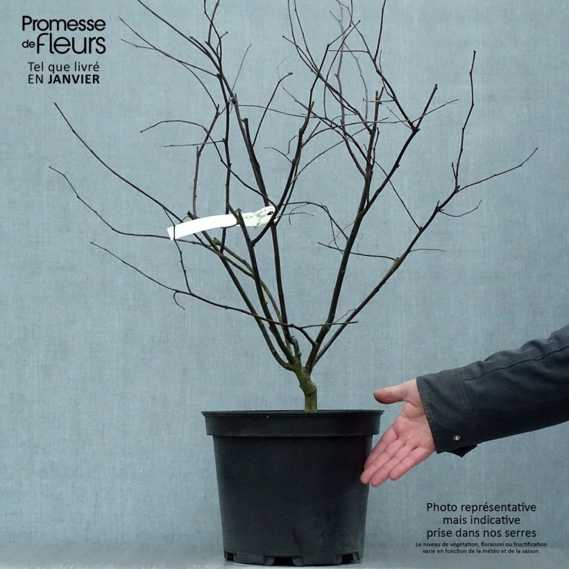 Gainier du Canada - Cercis canadensis Red Force en pot de 7,5/10L esemplare consegnato in inverno