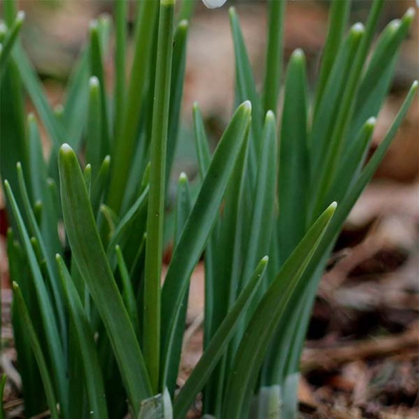 Galanthus nivalis - Bucaneve (Fogliame)