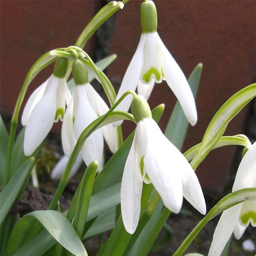 Galanthus nivalis - Bucaneve (Fioritura)