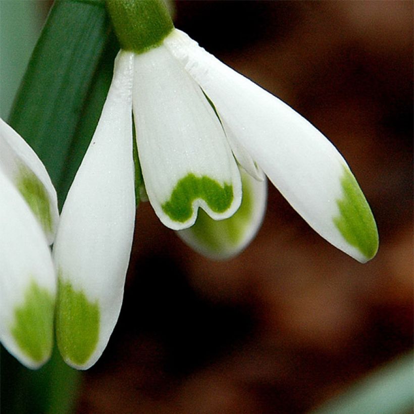 Galanthus nivalis Viridi-Apice - Bucaneve (Fioritura)