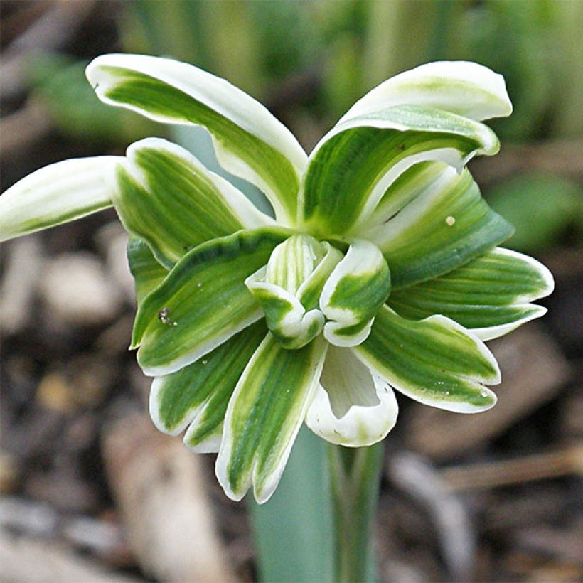 Galanthus nivalis Blewbury Tart - Bucaneve (Fioritura)