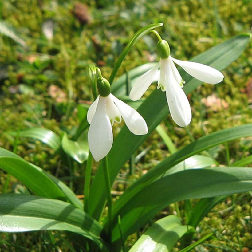 Galanthus woronowii - Bucaneve di Woronow (Fioritura)