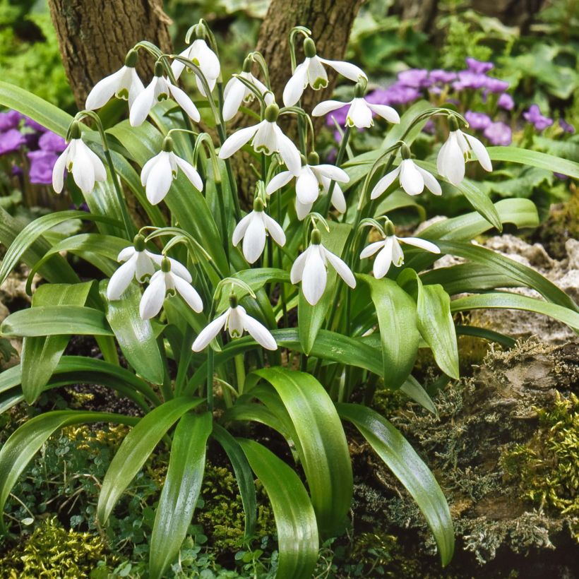 Galanthus woronowii - Bucaneve di Woronow (Porto)