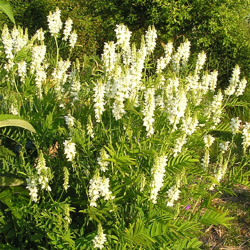 Galega hartlandii Alba (Fioritura)