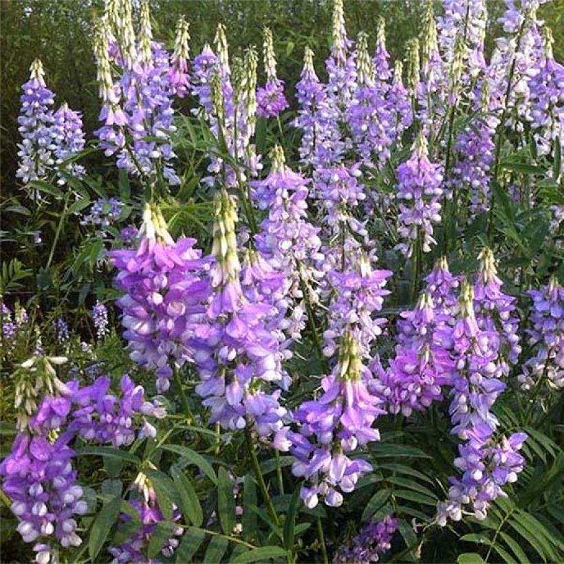 Galega hartlandii Duchess of Bedford (Fioritura)