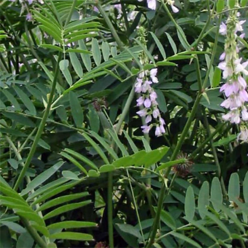 Galega officinalis - Capraggine (Fogliame)