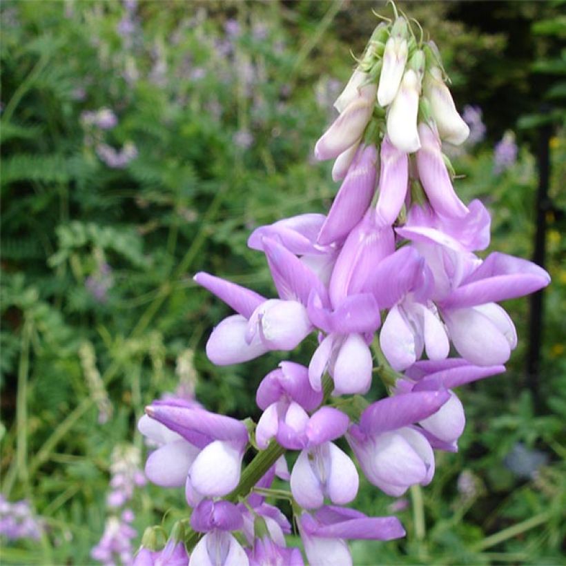 Galega officinalis - Capraggine (Fioritura)