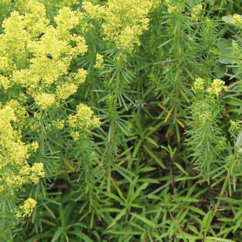 Galium verum - Caglio zolfino (Fogliame)