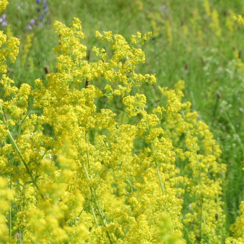 Galium verum - Caglio zolfino (Fioritura)