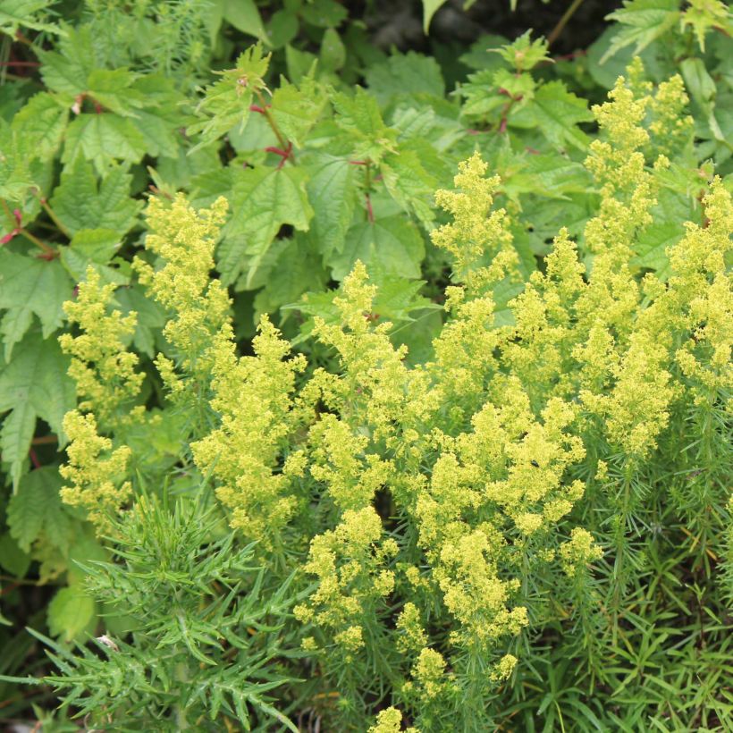 Galium verum - Caglio zolfino (Porto)