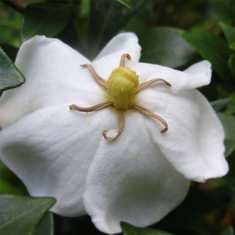 Gardenia Sweetheart (Fioritura)