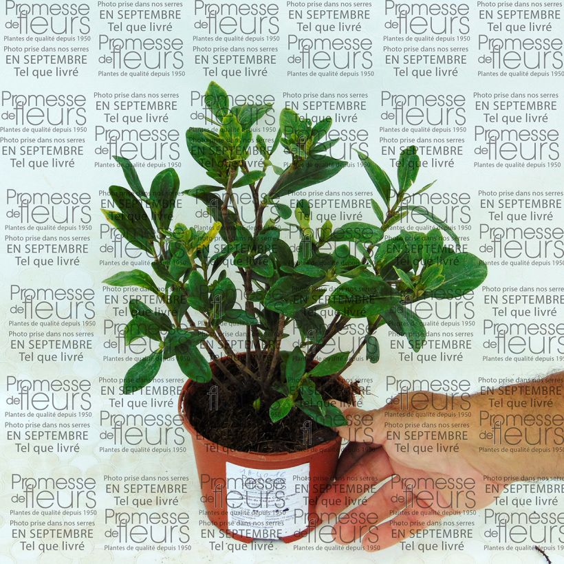 Esempio di esemplare Gardenia jasminoides Crown Jewel - Jasmin du Cap pot de 1,3L come consegnato