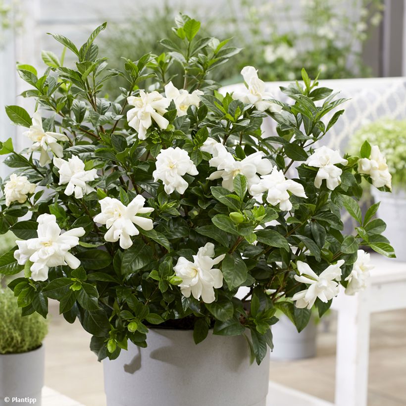 Gardenia Double Diamonds (Fioritura)