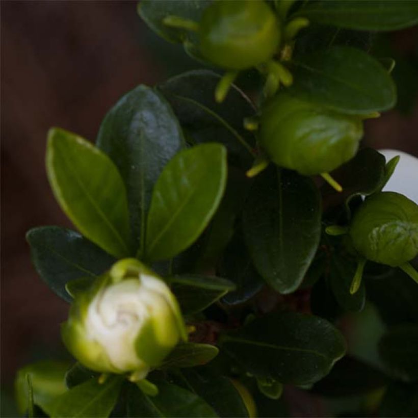 Gardenia Double Mint (Fogliame)