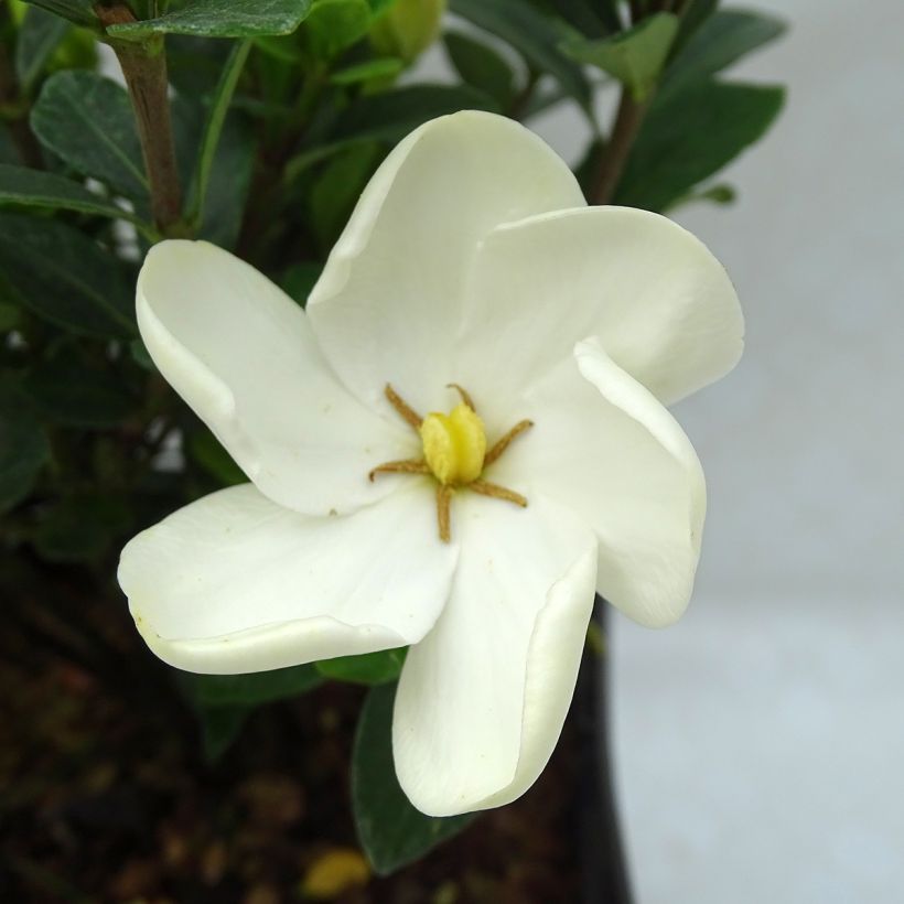 Gardenia Kleim's Hardy (Fioritura)