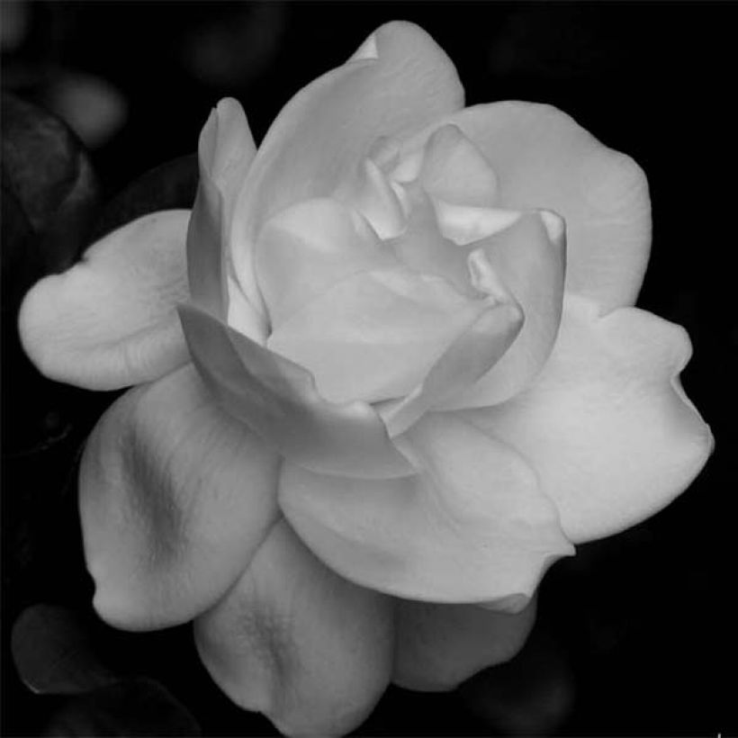 Gardenia Perfumed Petticoats (Fioritura)