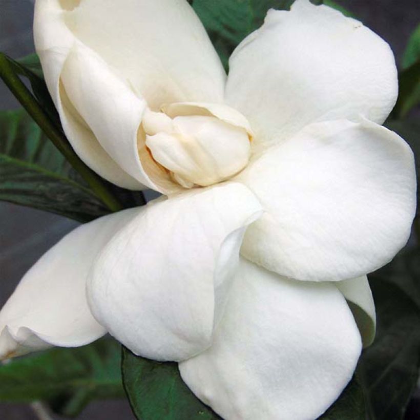 Gardenia Summer Snow (Fioritura)