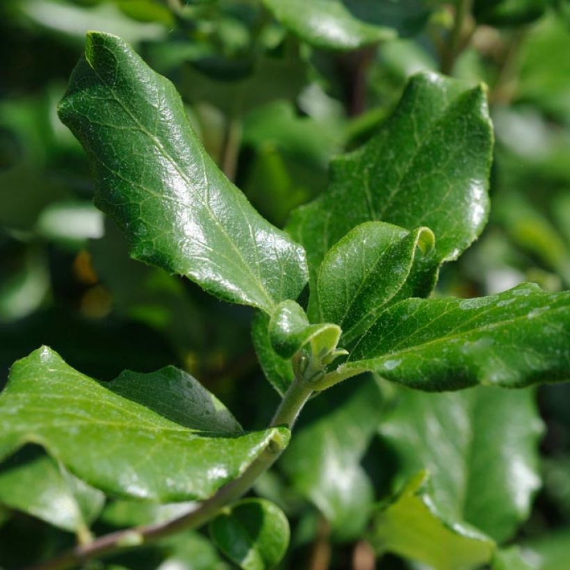 Garrya elliptica James Roof (Fogliame)