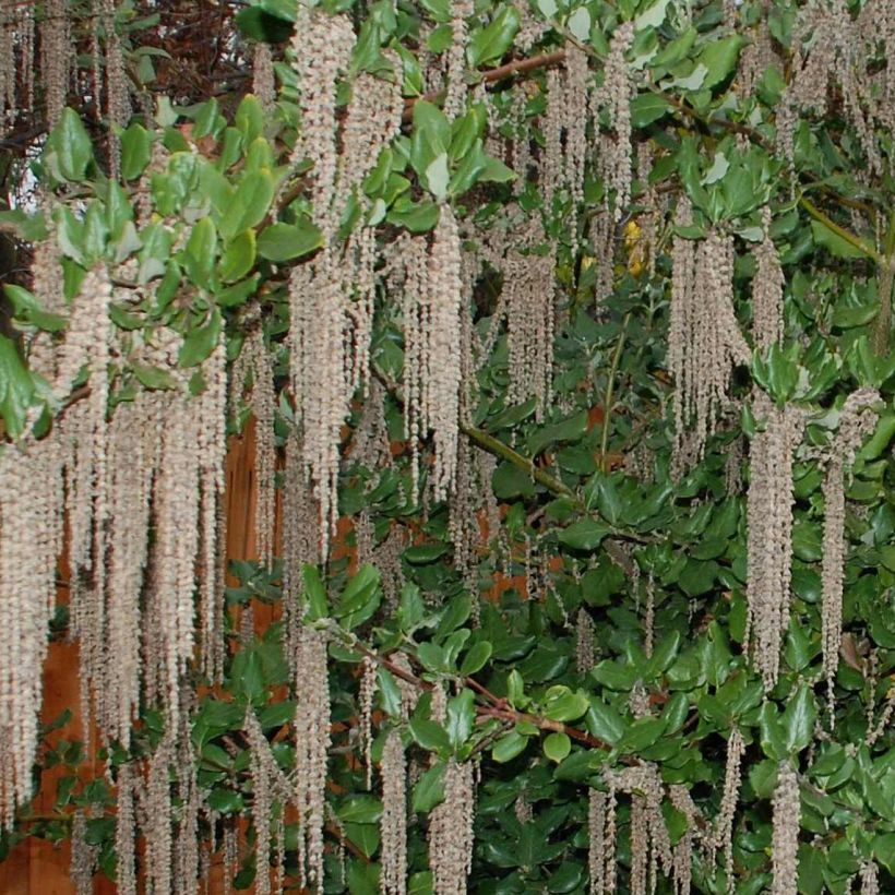 Garrya elliptica James Roof (Fioritura)