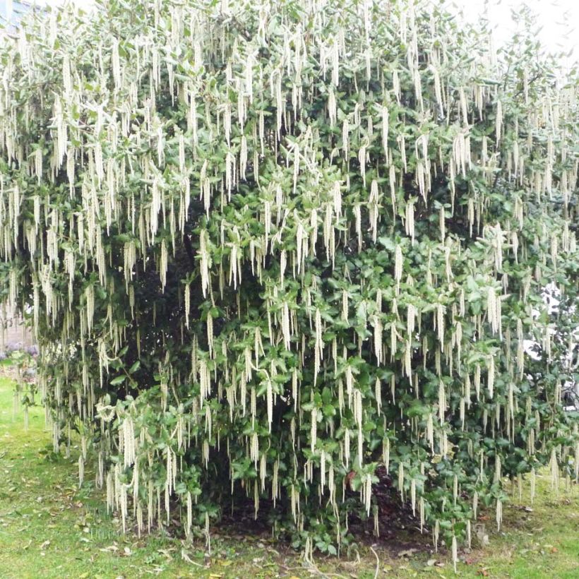 Garrya elliptica James Roof (Porto)