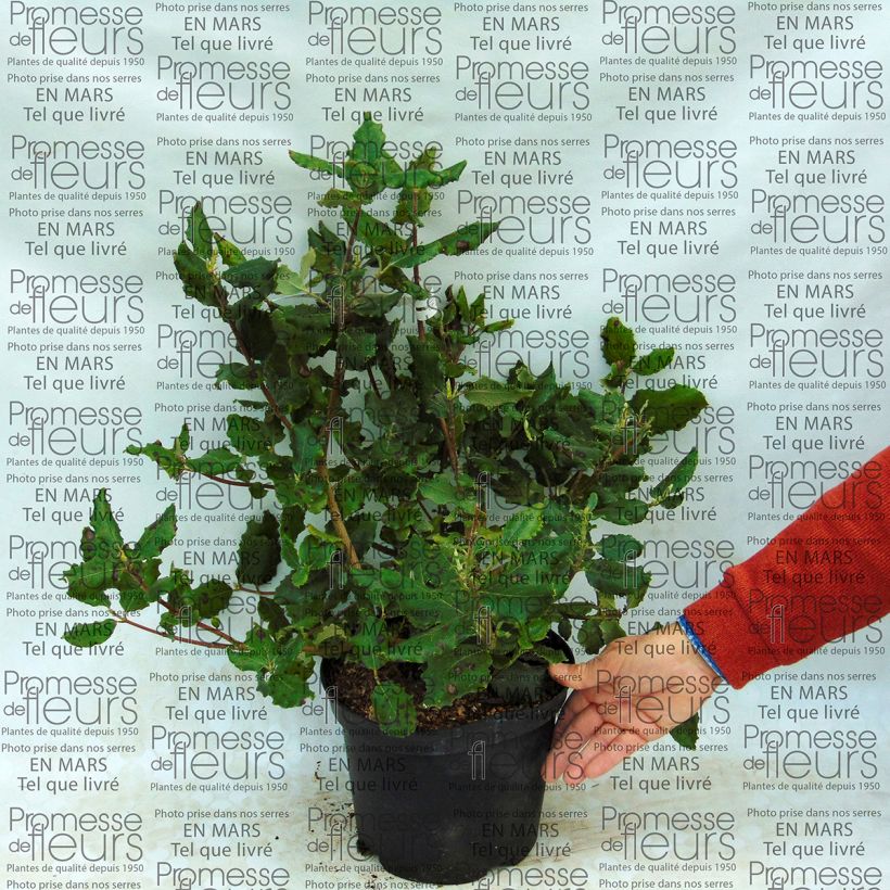 Esempio di esemplare Garrya elliptica James Roof Pot de 2L/3L come consegnato