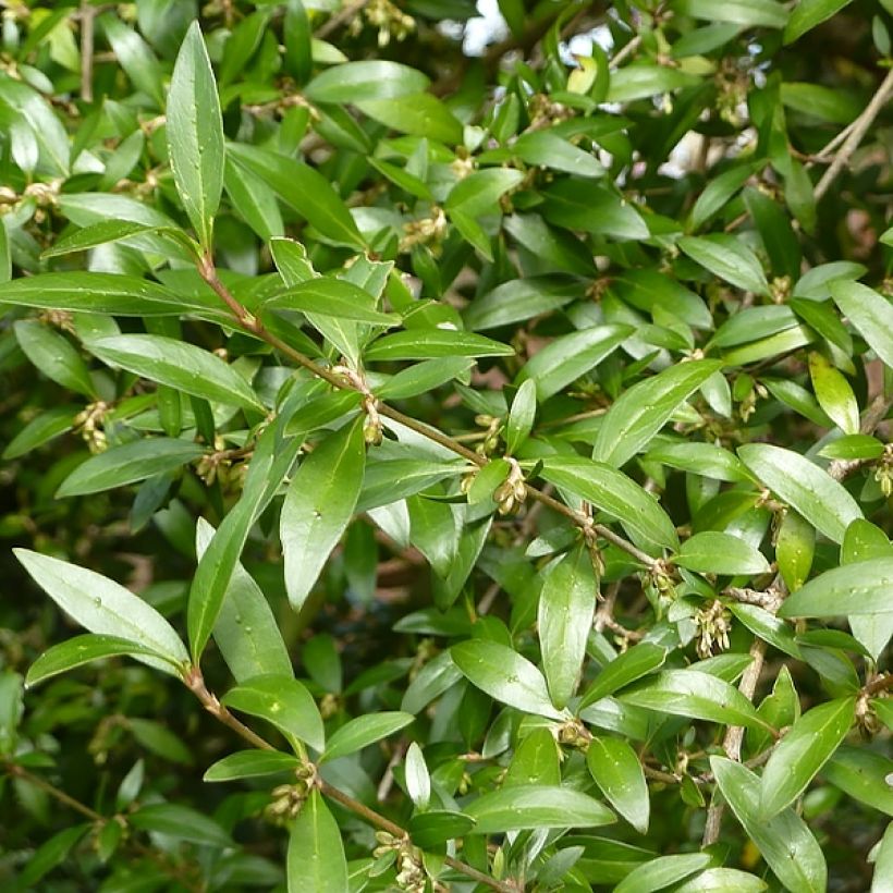 Garrya thuretii (Fogliame)