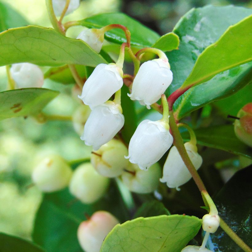 Gaultheria procumbens - Tè del Canada (Fioritura)