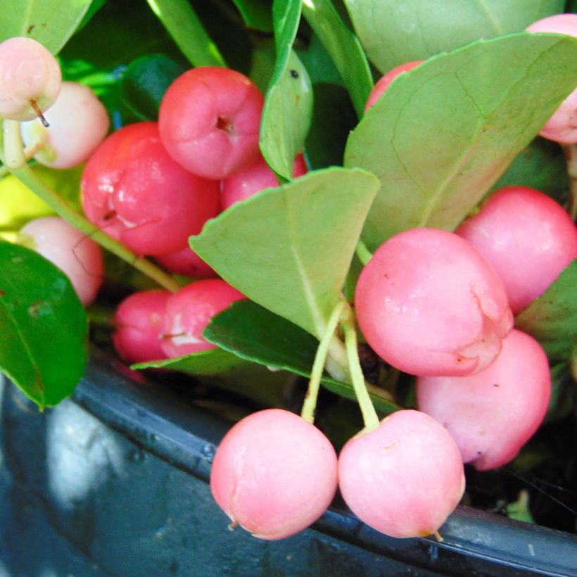 Gaultheria procumbens - Tè del Canada (Raccolta)