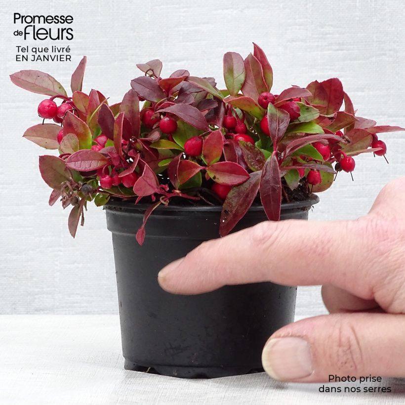 Gaultheria procumbens - Gaulthérie couchée en en pot de 9cm esemplare consegnato in inverno