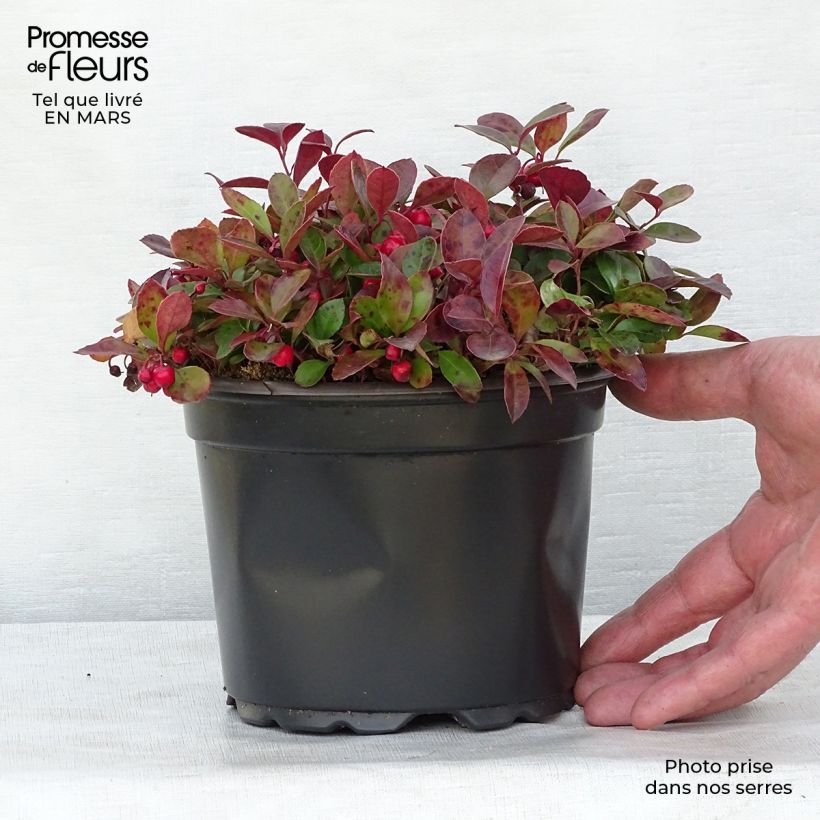 Gaultheria procumbens - Gaulthérie couchée en pot de 2L esemplare consegnato in inverno