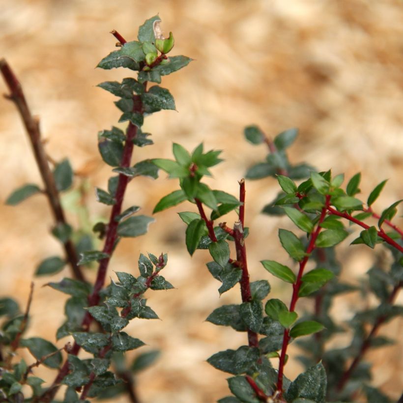 Pernettya mucronata - Pernezia del Cile (Fogliame)