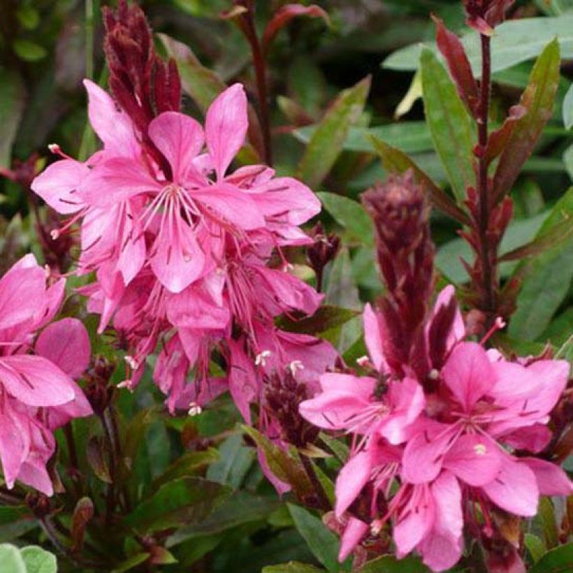 Gaura Crimson Butterfly (Fioritura)