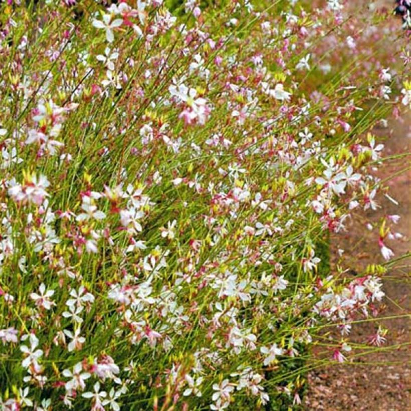 Gaura Snowstorm (Porto)