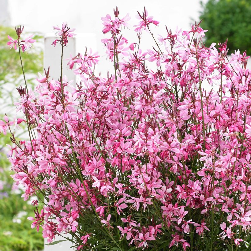 Gaura Baby Butterfly Dark Pink (Fioritura)