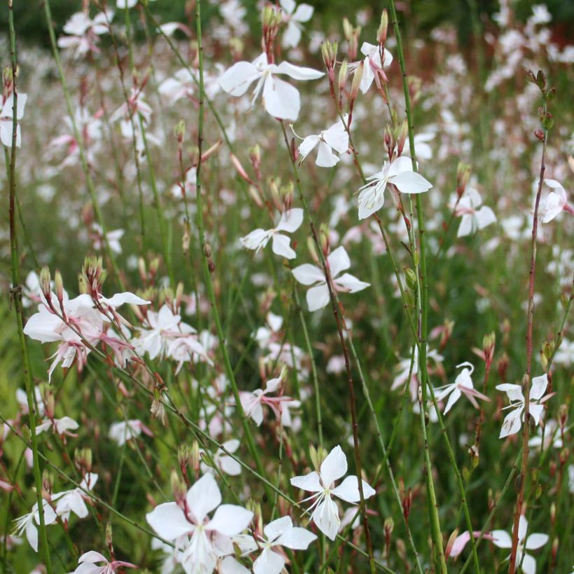 Gaura White (Fioritura)