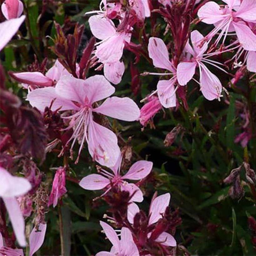 Gaura Blaze (Fioritura)