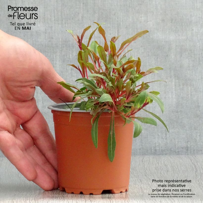 Gaura lindheimeri Lillipop Pink - Minimotte - pot de 10/11cm esemplare consegnato in primavera