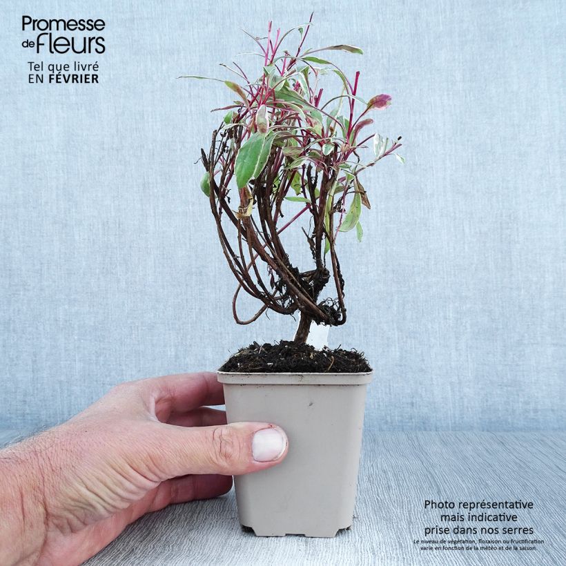 Esemplare di Gaura lindheimeri Passionate Rainbow Godet de 8/9 cm come consegnato in autunno