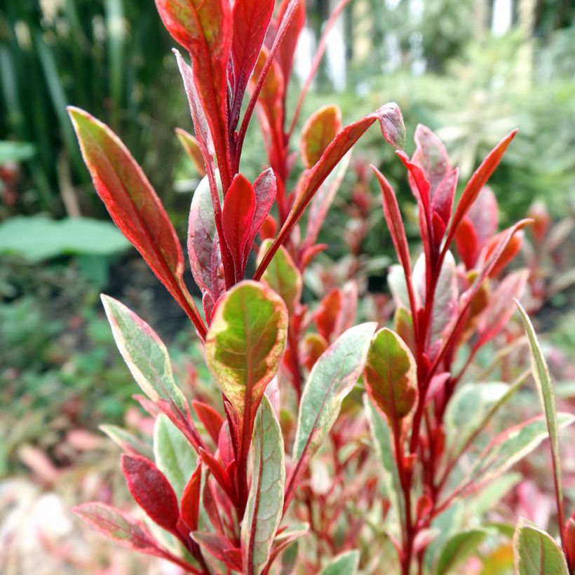 Gaura Passionate Rainbow (Fogliame)