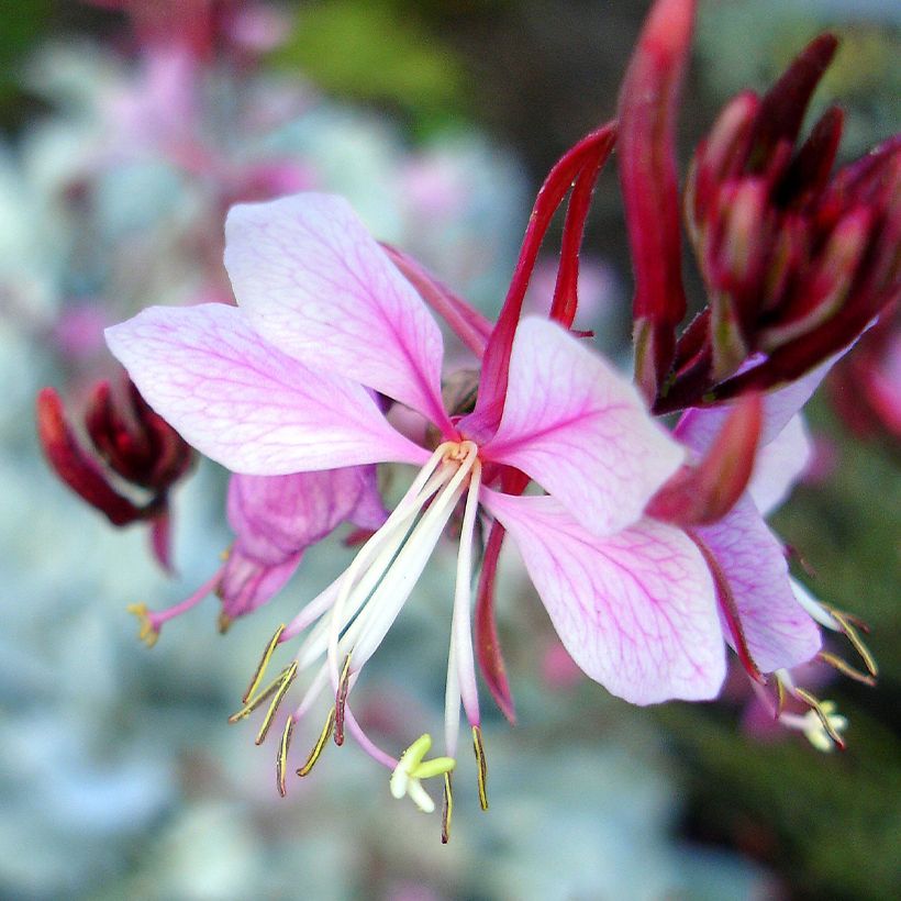 Gaura Passionate Rainbow (Fioritura)