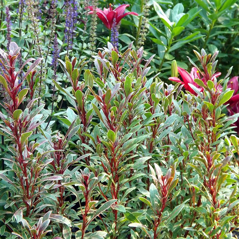 Gaura Passionate Rainbow (Porto)