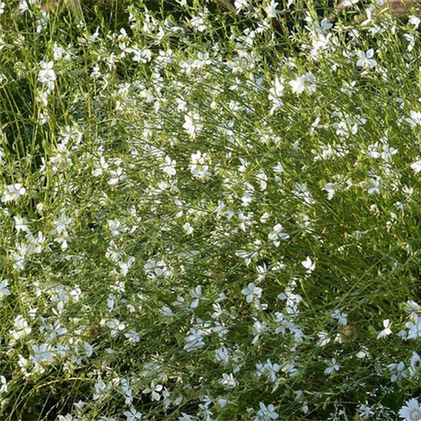 Gaura Snowbird (Fioritura)