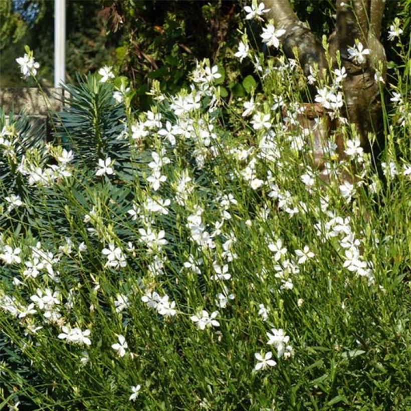 Gaura Snowbird (Porto)